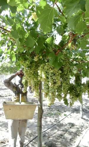 Greenwood Vende Inmaculada Finca En El Departamento De San Martin, Tres Porteña.