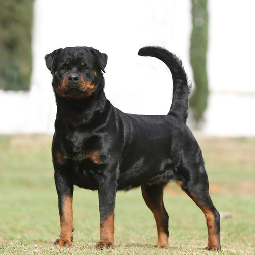 Rottweiler Filhos Do Pôker Von Rottland Ou Acasalamentos