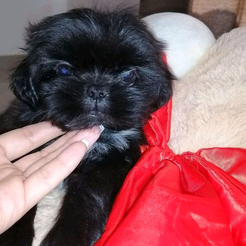 Imagen 1 de 5 de Cachorra Shitzu