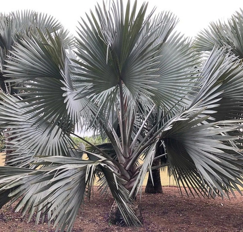 1 Palma Bismarckia  Plata  Real Palmera Jardín Color Gris