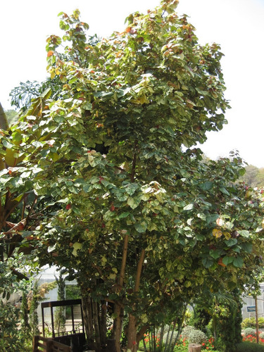 Semillas De Árbol Floral Hibiscus Tiliaceus