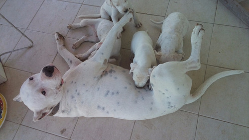 Filhotes De Dogo Argentino