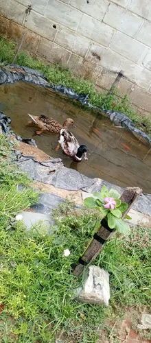 Pato Canadiense Par Puro (Usado)