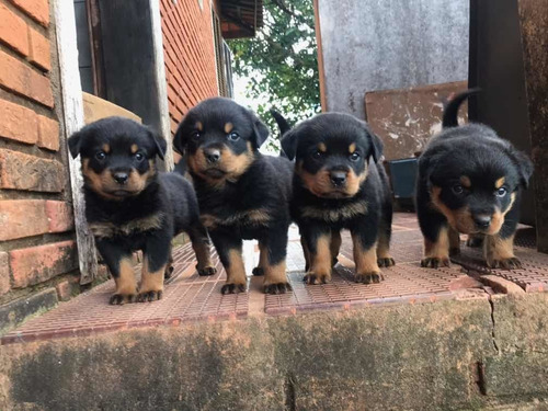 Filhote De Rottweiler Cabeça De Touro