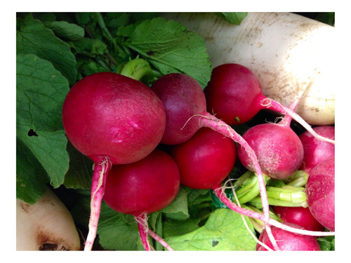 Rabanitos Crimson Gigante - Red Globe 50 Grs