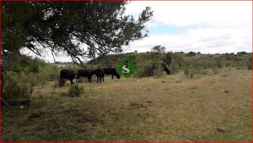 Imagen 2 de 13 de Venta De Campo Zona De Aigua, 121 Hectareas, Con Buen Acceso, Aguadas.