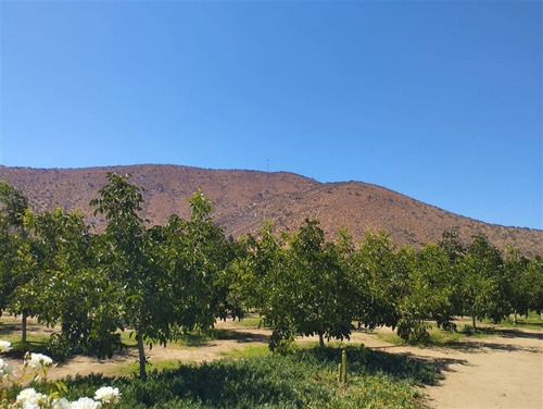 Imagen 20 de 21 de Agrícola En Venta En Curacaví Con Producción De 73 Nogales