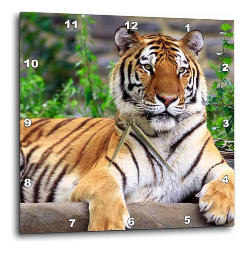 Dpp_3132_2 Reloj De Pared De Tigre Siberiano, 13 Por 13...