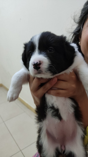 Imagen 4 de 10 de Cachorros Border Collie Negro Y Blanco