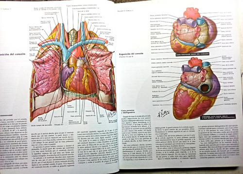 Colección Netter De Ilustraciones Médicas Tomo 5 Corazón