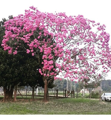Chácara 14000m2 Com Açude Edícula E Salão Com Churrasqueira.