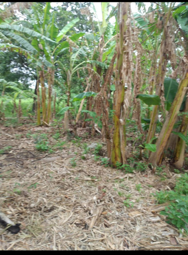 Imagen 7 de 30 de Se Vende Finca De 154 Manzanas