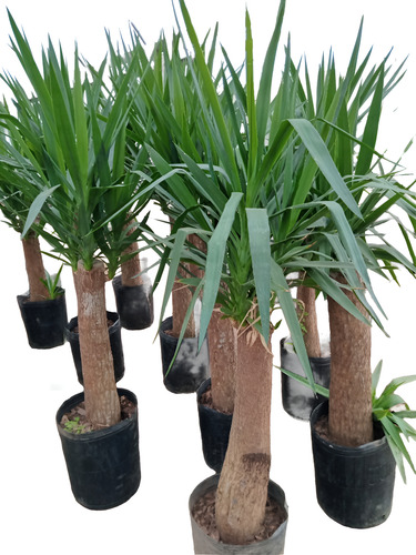 Palmera Yuca Gloriosa Tropical Grande 180cm. E.gratis Amba