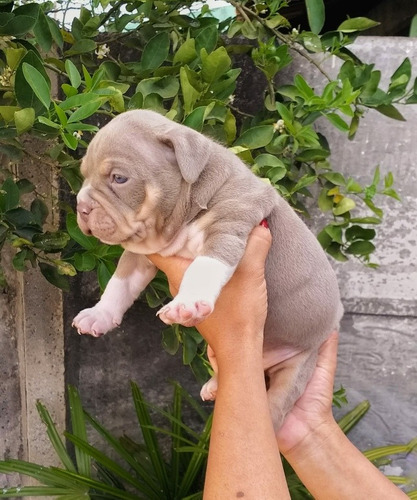 Filhotes Machos E Femeas De American Bully