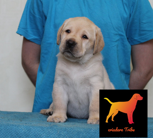 Cachorros Puros En Criadero Tribu - Soy Guada