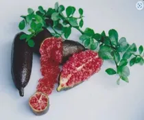 Comprar Limón Caviar Especie Roja, Producción 5 Meses + Abono