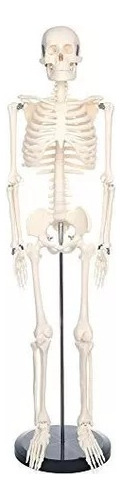 Modelo Anatómico De Esqueleto Humano Educación 85 Cm
