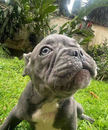 Imagen 4 de 6 de Bull Dog Francés 100% Puros.