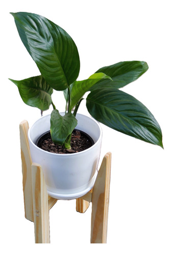 Plantas Int Cuna De Moises Pie30cm Maceta Premium Plato