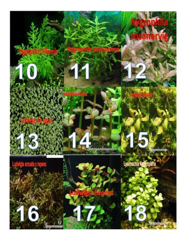 Plantas De Bajos Requerimientos Acuario Pecera (Usado)