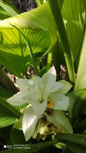 Curcuma Anaranjada Flor Blanca