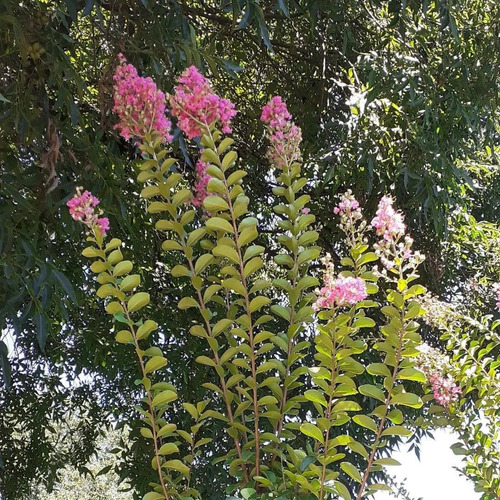 Imagen 4 de 4 de Lagerstroemia Indica (árbol De Júpiter) 15lts