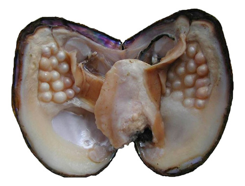 Big Oyster Pearls Love Wish Ostra Cultivada De Agua Dulce Co