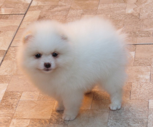 Spitz Alemao Anao Macho (lulu Da Pomerania) Spitis