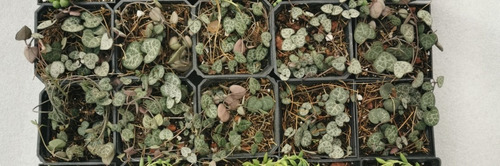 Imagen 2 de 3 de Ceropegia Woodii 30 Pzas Corazones En Un Hilo Dhl
