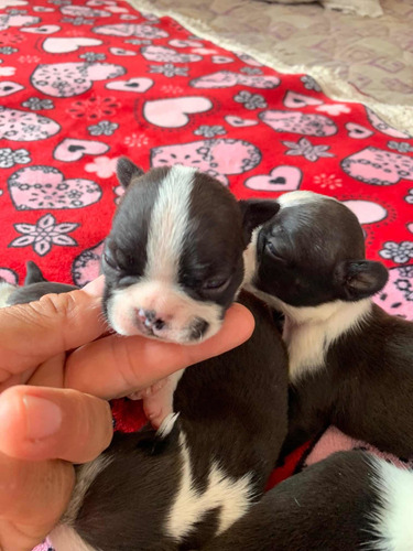 Cachorros Machito Boston Terrier Mini