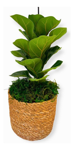 Ficus Lyrata Com 50cm De Altura P/ Ambiente Interno