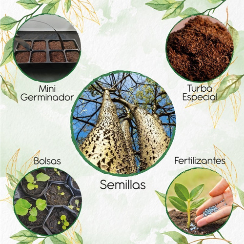 1 Semillas De Árbol Ceiba Amarilla + Kit De Germinación
