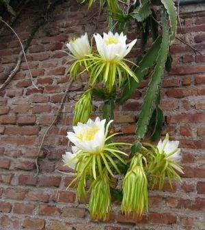 5 Estacas De Pitaya Baby / Pitaia Do Cerrado P/ Mudas Fruta | MercadoLivre