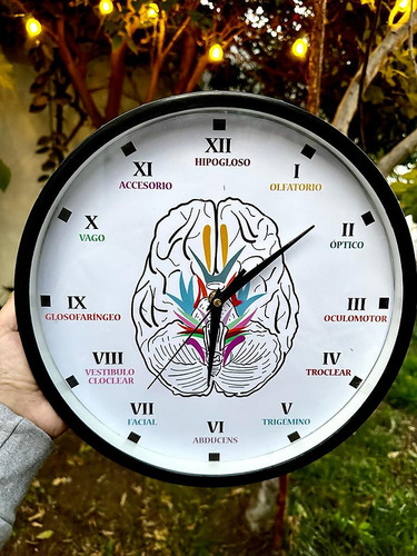 Reloj De Pared Científico Cerebro Pares Craneales