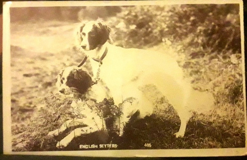 Foto Postal Perro Setter Ingles 1905 