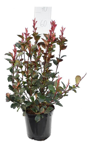 Photinia Frasseri     Arbusto Para Cerco 10lts