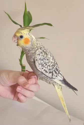 Calopsita Mansa Pet Com Garantia De Saude