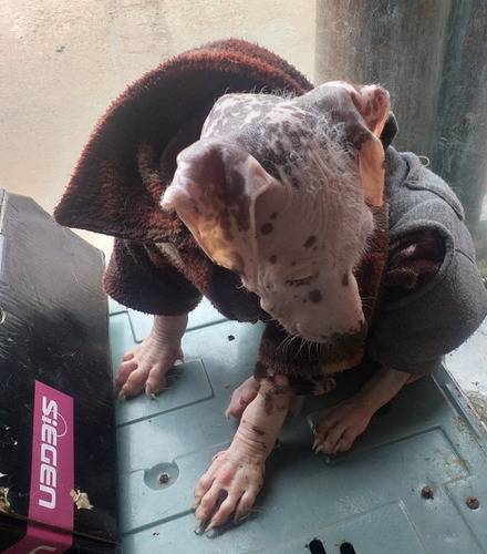 Imagen 3 de 10 de Perro Peruano Orquideas