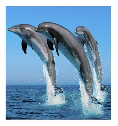 Vinilo 100x100cm Delfines Mar Salto Salpicando Agua