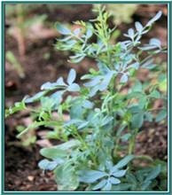 Arruda Ruta Graveolens L 100 Gr Erva Seca Para Chá