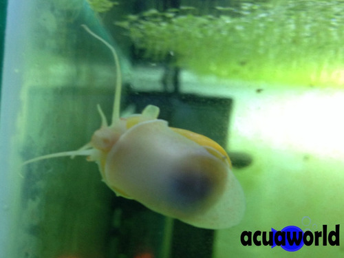 Caracol Manzana X3 Amarillo Elimna Algas De Pecera_acuaworld