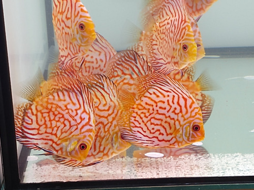 Acara Disco Tiger Raflesia Aa  -  10 Cm