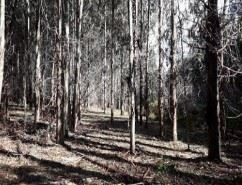 Venta Predio Forestal Curacautín Sin Comisión De Corretaje