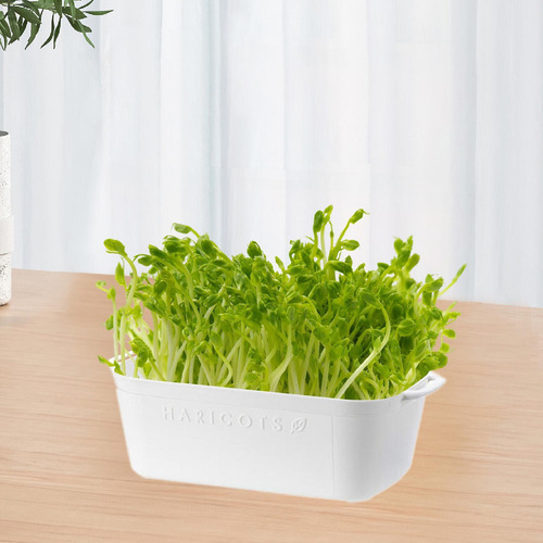 Py Bandeja De Germinação, Vaso De Plantio, Placa De Base