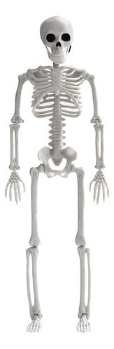 Esqueleto De Plástico Tamaño Real Todo El Cuerpo Del Esquele