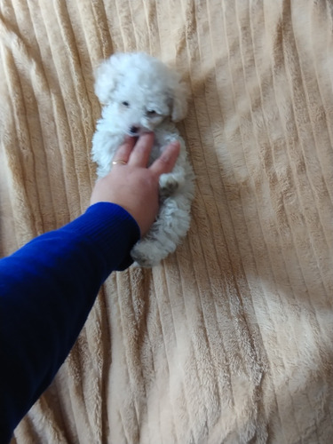 Cachorro Caniche Toy Macho Blanco De 60 Días, Pelaje Largo