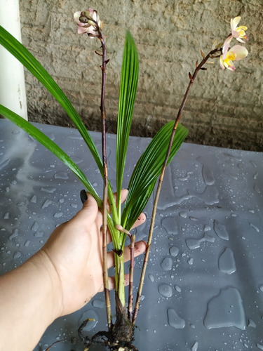 Orquídea Spathoglottis Amarela Kimballiana | Parcelamento sem juros