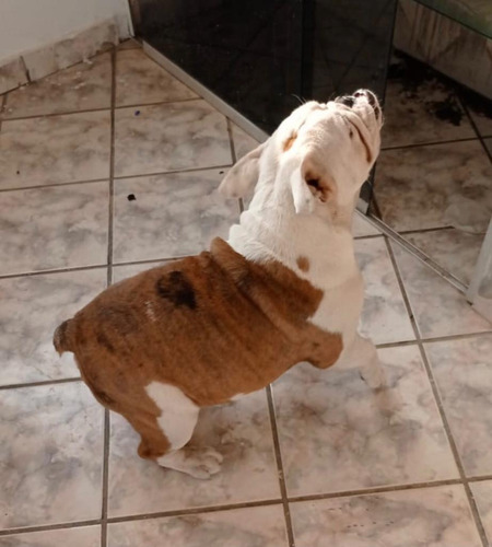 Imagem 8 de 8 de Bulldog Inglês Exótico Disponível
