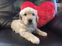 Comprar Golden Retriever Cachorros, Si No Puede Venir Se Lo Enviamos