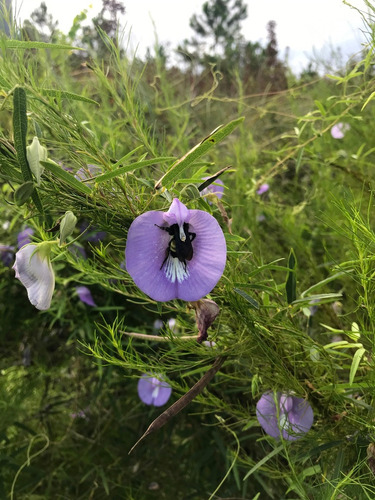 12 Semillas De Flor Gallito Virginianum